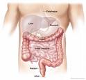 http://www.gastroendoskopi.com/mynet_resimlerim/kolon1.jpg