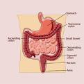 http://www.gastroendoskopi.com/mynet_resimlerim/sindirim.jpg